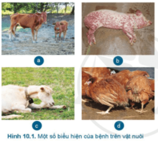 Quan sát Hình 10.1 và cho biết vật nuôi bị bệnh có những biểu hiện khác thường gì