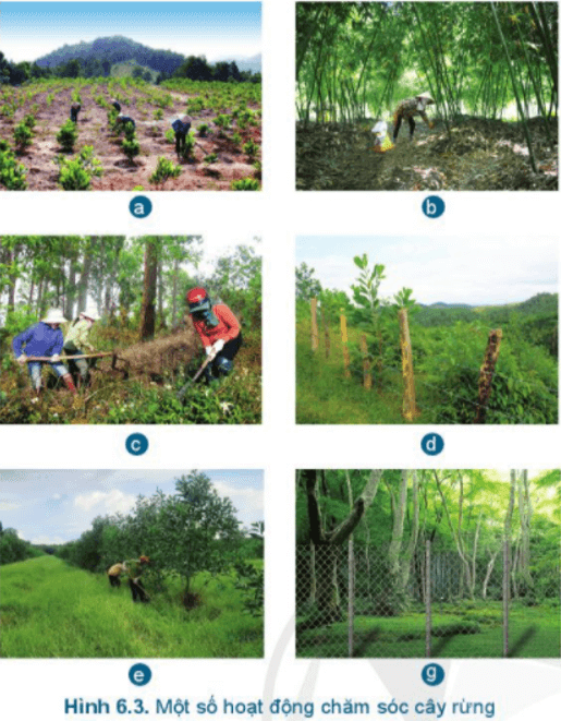 Mô tả nội dung công việc chăm sóc cây rừng có trong Hình 6.3