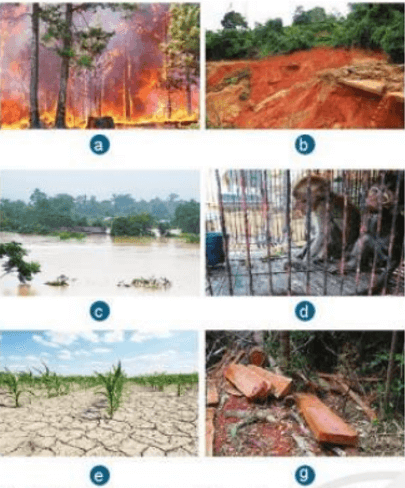 Dựa vào hình 7.3, em hãy nêu nguyên nhân, hậu quả của việc mất rừng ở nước ta
