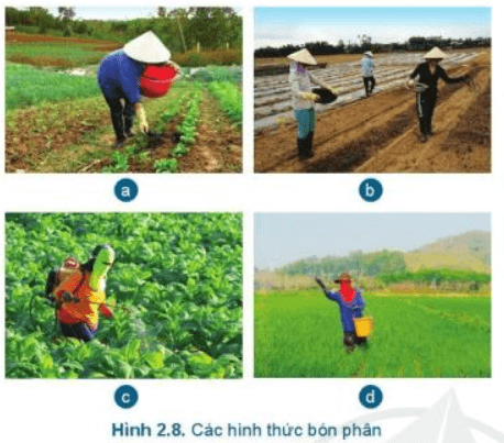 Lý thuyết Công nghệ 7 Cánh diều Bài 2: Quy trình trồng trọt