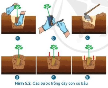Lý thuyết Công nghệ 7 Cánh diều Bài 5: Trồng cây rừng