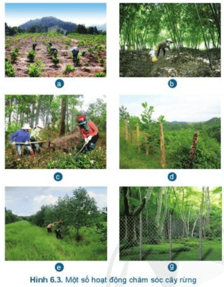 Lý thuyết Công nghệ 7 Cánh diều Bài 6: Chăm sóc cây rừng sau khi trồng
