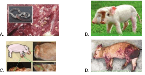 Trắc nghiệm Công nghệ 7 Cánh diều Bài 10 (có đáp án): Phòng và trị bệnh cho vật nuôi
