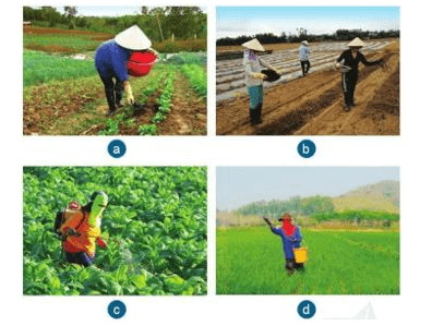 Trắc nghiệm Công nghệ 7 Cánh diều Bài 2 (có đáp án): Quy trình trồng trọt