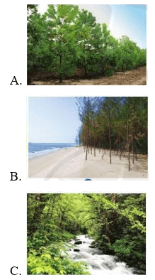 Trắc nghiệm Công nghệ 7 Cánh diều Bài 4 (có đáp án): Giới thiệu chung về rừng