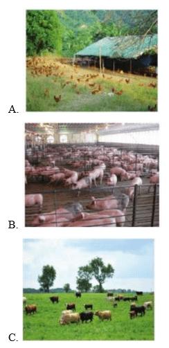 Trắc nghiệm Công nghệ 7 Cánh diều Bài 8 (có đáp án): Giới thiệu chung về chăn nuôi