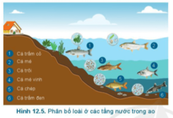 Quan sát Hình 12.5, cho biết vì sao các loại cá này có thể nuôi ghép được với nhau