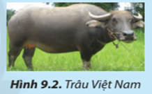 Nêu đặc điểm hình thể của trâu Việt Nam ( Hình 9.2)