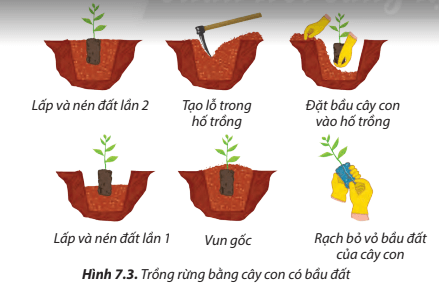 Quan sát Hình 7.3 và sắp xếp các công việc trồng rừng bằng cây con có bầu đất theo thứ tự thích hợp