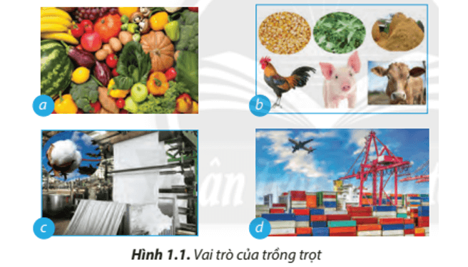 Lý thuyết Công nghệ 7 Chân trời sáng tạo Bài 1: Nghề trồng trọt ở Việt Nam