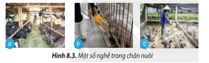 Lý thuyết Công nghệ 7 Chân trời sáng tạo Bài 8: Nghề chăn nuôi ở Việt Nam