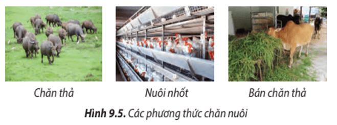 Lý thuyết Công nghệ 7 Chân trời sáng tạo Bài 9: Một số phương thức chăn nuôi ở Việt Nam