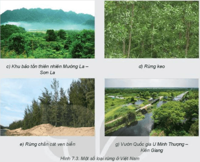 Xác định từng loại rừng phù hợp với mỗi ảnh trong Hình 7.3