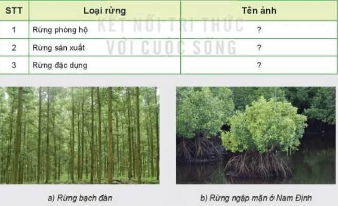 Xác định từng loại rừng phù hợp với mỗi ảnh trong Hình 7.3