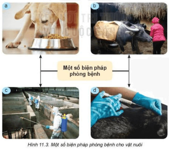 Lý thuyết Công nghệ 7 Kết nối tri thức Bài 11: Phòng và trị bệnh cho vật nuôi