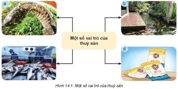 Lý thuyết Công nghệ 7 Kết nối tri thức Bài 14: Giới thiệu về thủy sản