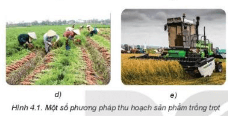 Lý thuyết Công nghệ 7 Kết nối tri thức Bài 4: Thu hoạch sản phẩm trồng trọt