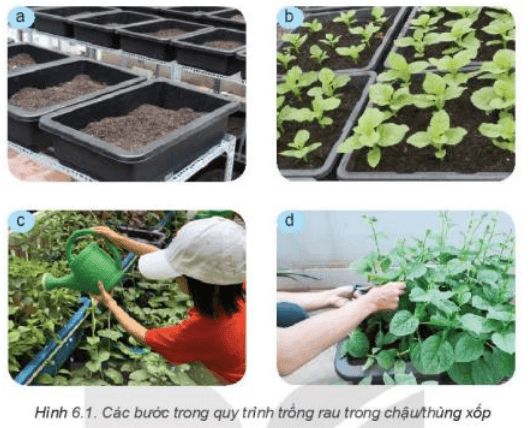 Lý thuyết Công nghệ 7 Kết nối tri thức Bài 6: Dự án trồng rau an toàn