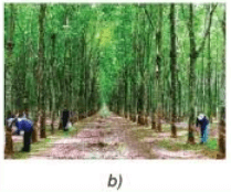 Lý thuyết Công nghệ 7 Kết nối tri thức Bài 7: Giới thiệu về rừng