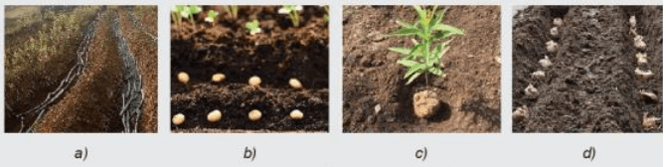 Trắc nghiệm Công nghệ 7 Kết nối tri thức Bài 3 (có đáp án): Gieo trồng, chăm sóc và phòng trừ sâu, bệnh cho cây trồng (ảnh 4)