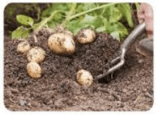 Trắc nghiệm Công nghệ 7 Kết nối tri thức Bài 4 (có đáp án): Thu hoạch sản phẩm trồng trọt (ảnh 1)
