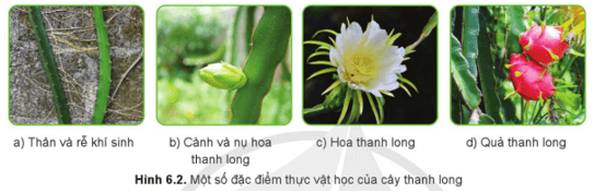 Quan sát Hình 6.2 em hãy phân tích một số đặc điểm thực vật học của cây thanh long