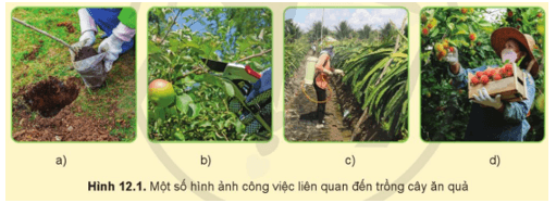 Quan sát Hình 12.1 và cho biết nghề trồng cây ăn quả bao gồm những công việc gì