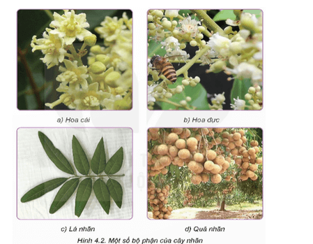 Quan sát Hình 4.2 và nêu đặc điểm thực vật học của cây nhãn tương ứng