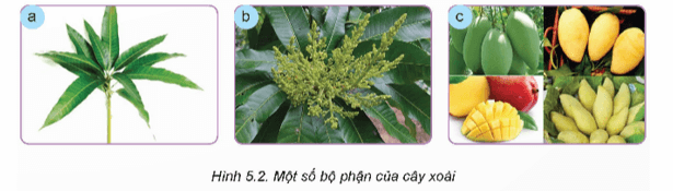 Quan sát Hình 5.2 và nêu một số đặc điểm thực vật học của cây xoài