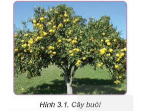 Cây bưởi (Hình 3.1) là một loại cây ăn quả có múi. Hãy kể tên một số loại cây ăn quả có múi khác