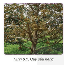 Quan sát Hình 6.1 và nêu đặc điểm thực vật học của cây sầu riêng