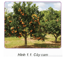 Cây cam (Hình 1.1) là một loại cây ăn quả được trồng phổ biến ở nước ta