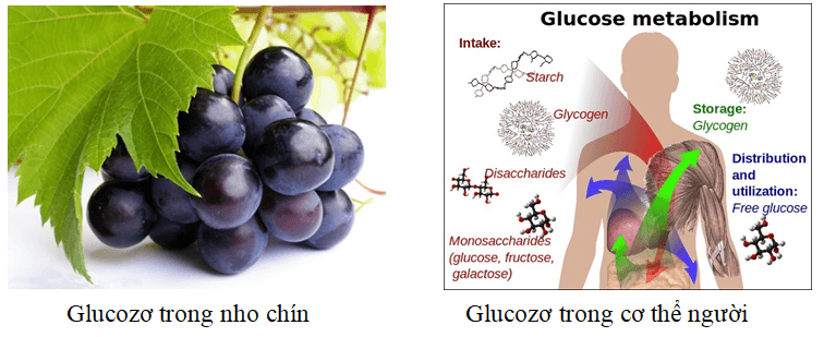 Nêu trạng thái tự nhiên của glucozơ