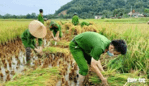 Trắc nghiệm Đạo đức lớp 5 Chân trời sáng tạo Bài 8 (có đáp án): Em bảo vệ môi trường (ảnh 3)