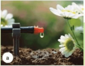 Đề cương ôn tập Học kì 2 Công nghệ trồng trọt 10 Cánh diều (có lời giải)