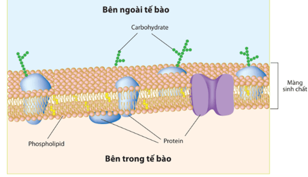4 Đề thi Giữa kì 1 Sinh học 10 Cánh diều (có đáp án)