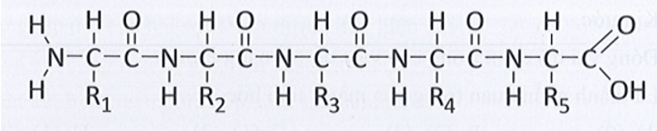 4 Đề thi Giữa kì 1 Sinh học 10 Cánh diều (có đáp án)