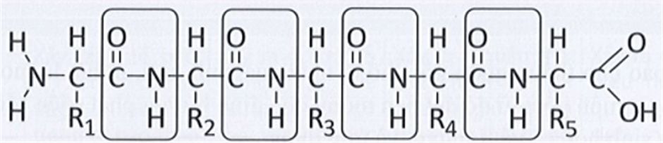 4 Đề thi Giữa kì 1 Sinh học 10 Cánh diều (có đáp án)