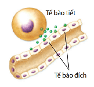 6+ Đề thi Giữa kì 2 Sinh học 10 Cánh diều (có đáp án)