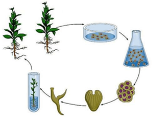6+ Đề thi Giữa kì 2 Sinh học 10 Chân trời sáng tạo (có đáp án)