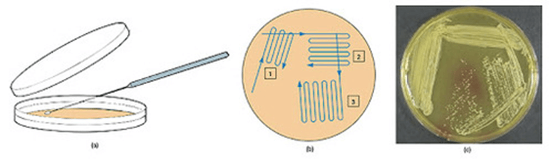 6+ Đề thi Giữa kì 2 Sinh học 10 Kết nối tri thức (có đáp án)