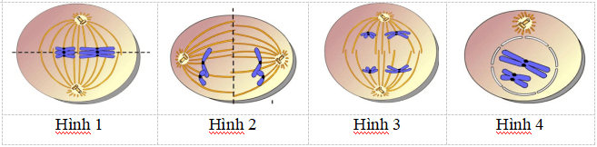 Bộ 3 đề thi Sinh học 10 Giữa kì 2 năm 2024 tải nhiều nhất