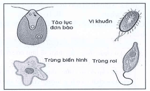 Đề thi Giữa kì 1 Sinh học 10 năm 2024-2025 trường THPT Dĩ An (Bình Dương)