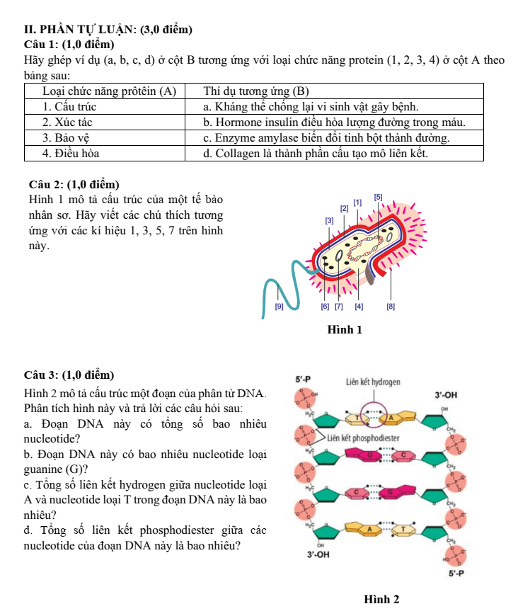 Đề thi Giữa kì 1 Sinh học 10 năm 2024-2025 trường THPT Nguyễn Huệ (Quảng Nam)