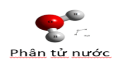 Đề thi Giữa kì 1 Sinh học 10 năm 2025-2026 trường THPT Nguyễn Trãi (Đà Nẵng)