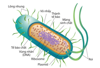 Đề thi Giữa kì 1 Sinh học 10 năm 2024-2025 trường THPT Thống Nhất A (Đồng Nai)