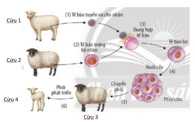 Đề thi Giữa kì 2 Sinh học 10 năm 2024-2025 trường THPT Bố Hạ (Bắc Giang)