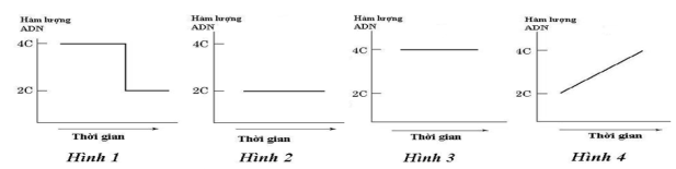 Đề thi Giữa kì 2 Sinh học 10 năm 2024-2025 trường THPT Hồ Nghinh (Quảng Nam)
