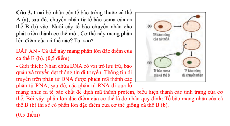 Đề thi Học kì 1 Sinh học 10 năm 2024-2025 trường THPT Hồ Nghinh (Quảng Nam)