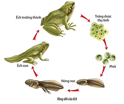 5+ Đề thi Giữa kì 2 Sinh học 11 Chân trời sáng tạo (cấu trúc mới, có đáp án)
